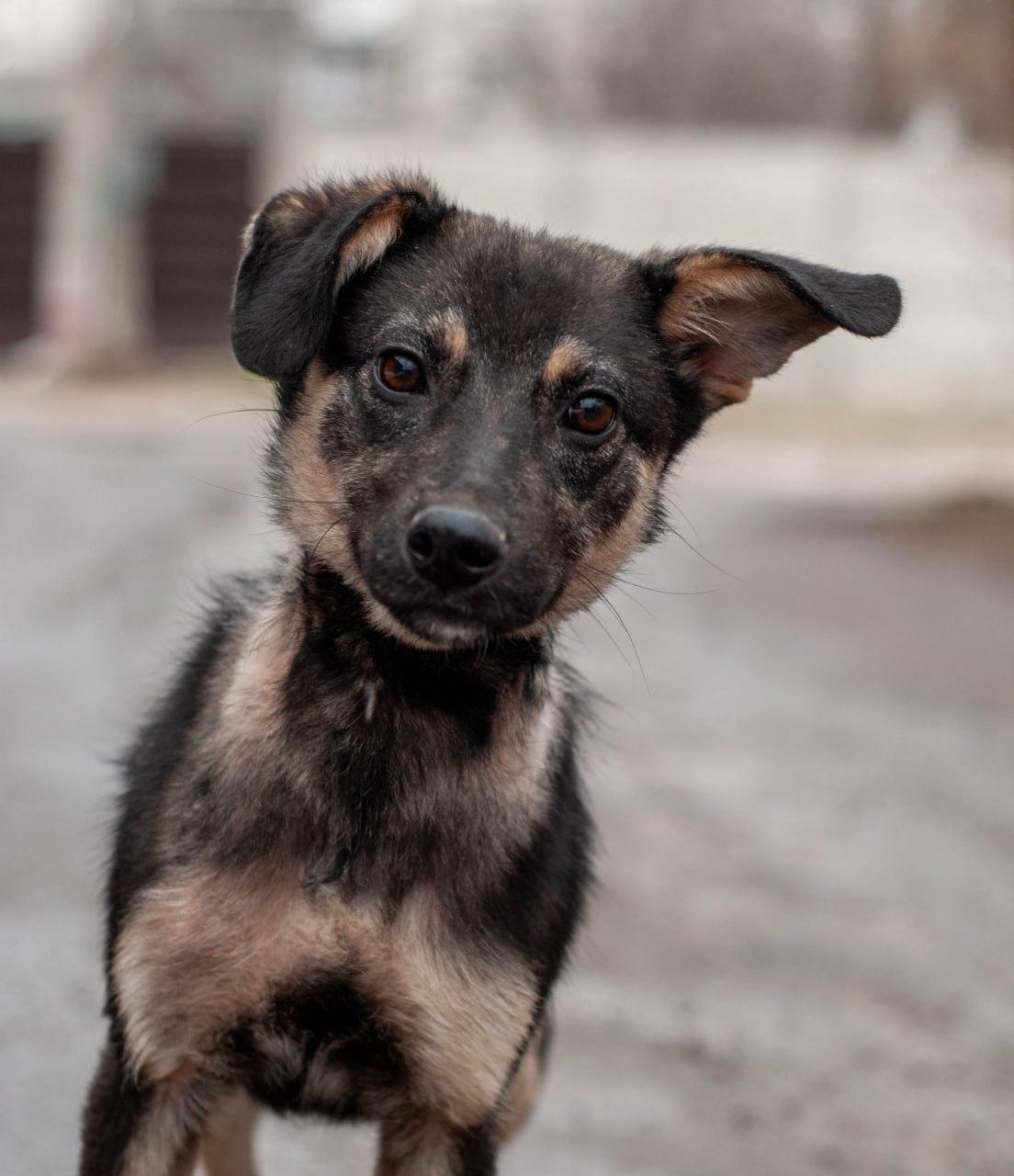 Chiens à adopter